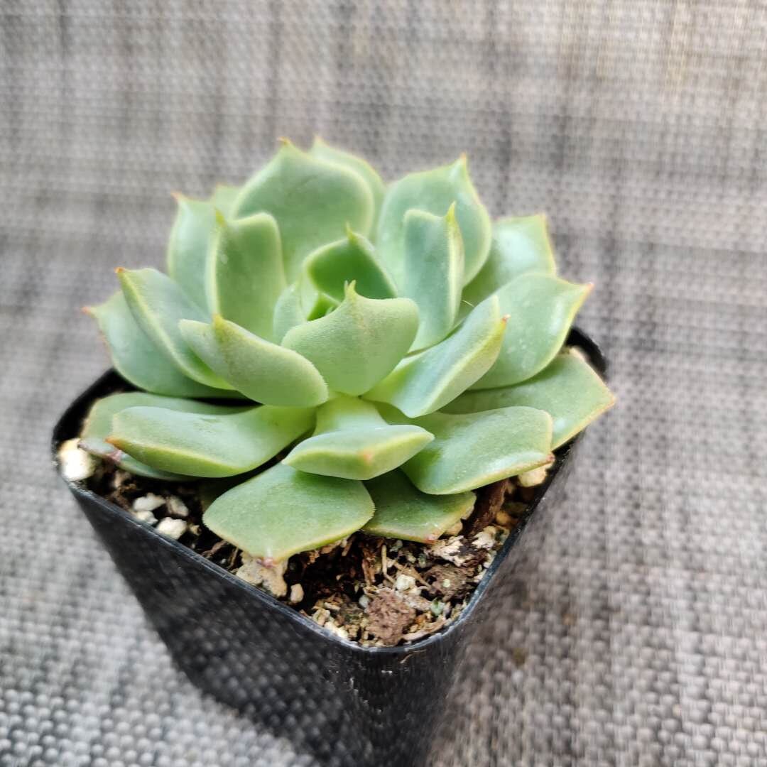 2” pot Echeveria mexican Hens And Chicks "Ramillette"