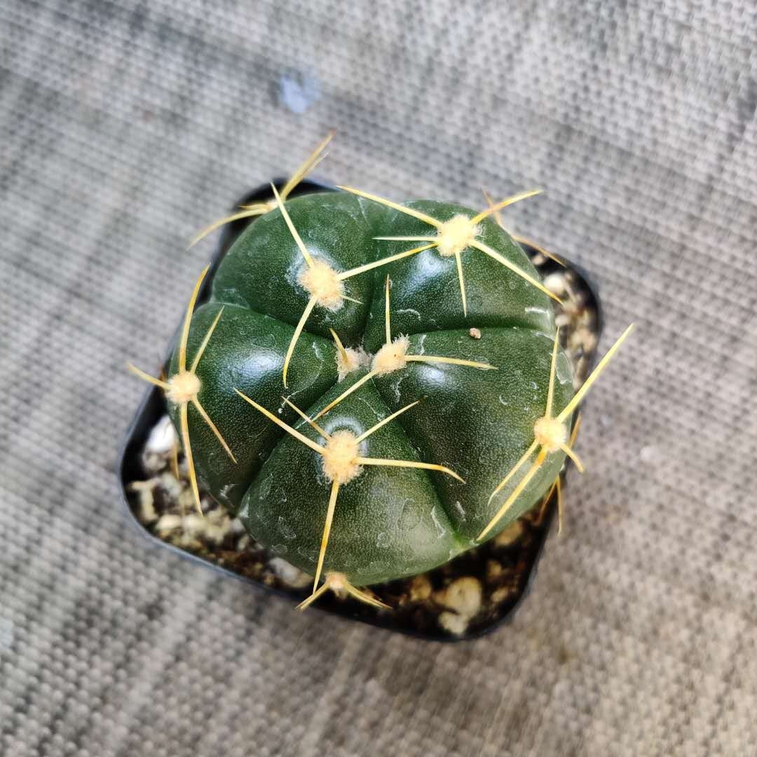 2”pot 4”pot Cactus Gymnocalycium Horstii