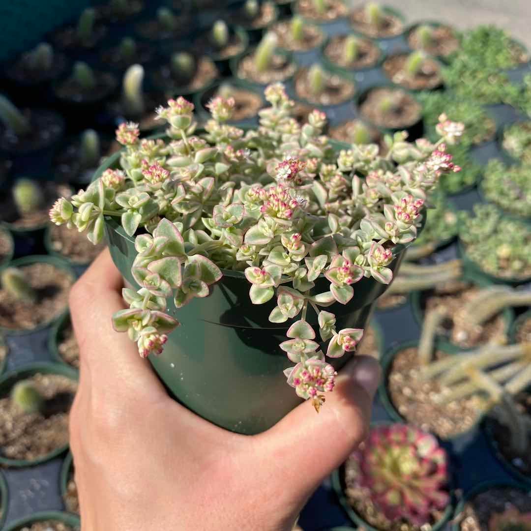 2”pot/4”pot Succulent Plants Sedum Little Missy