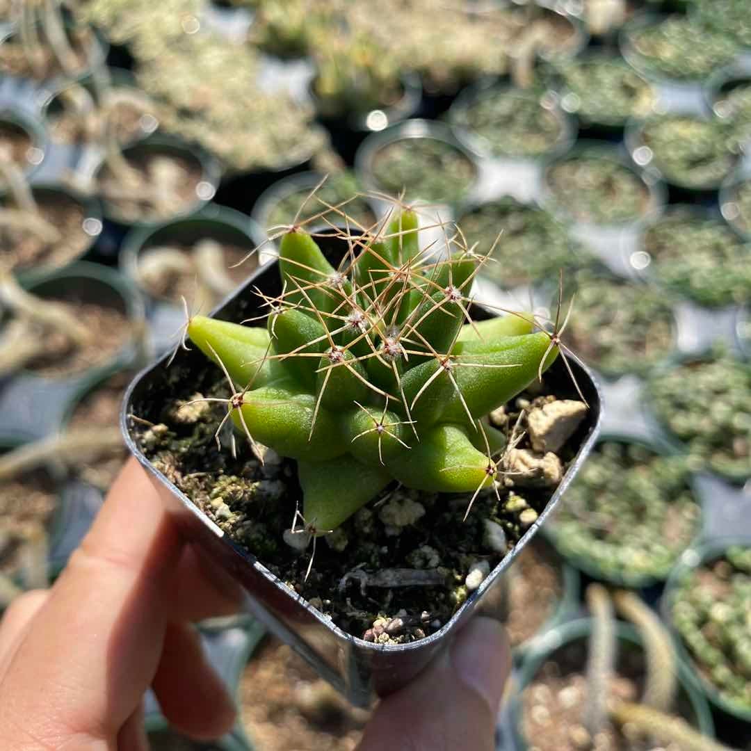 2”pot Cactus Plants Mammillaria longimamma