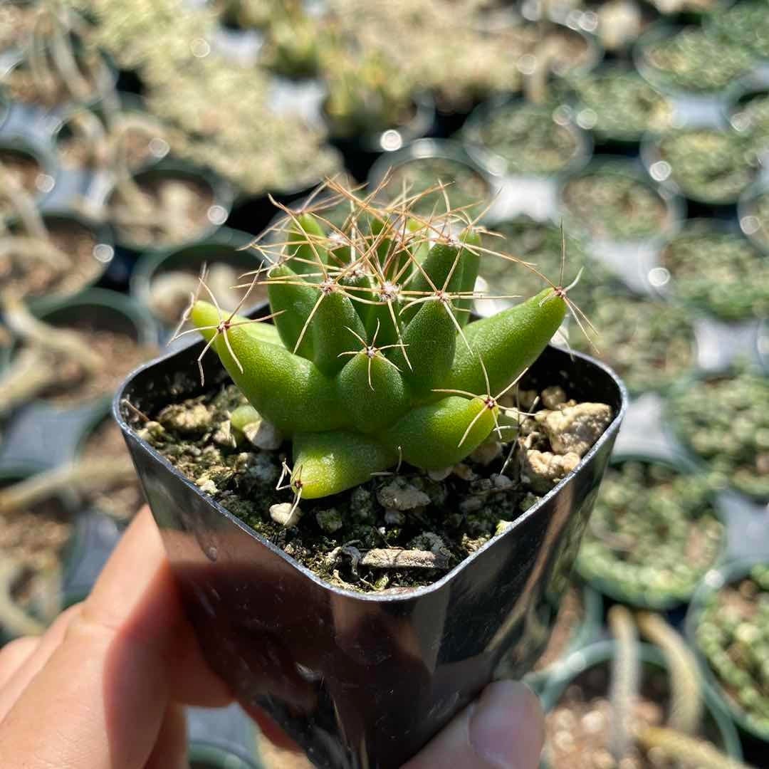 2”pot Cactus Plants Mammillaria longimamma