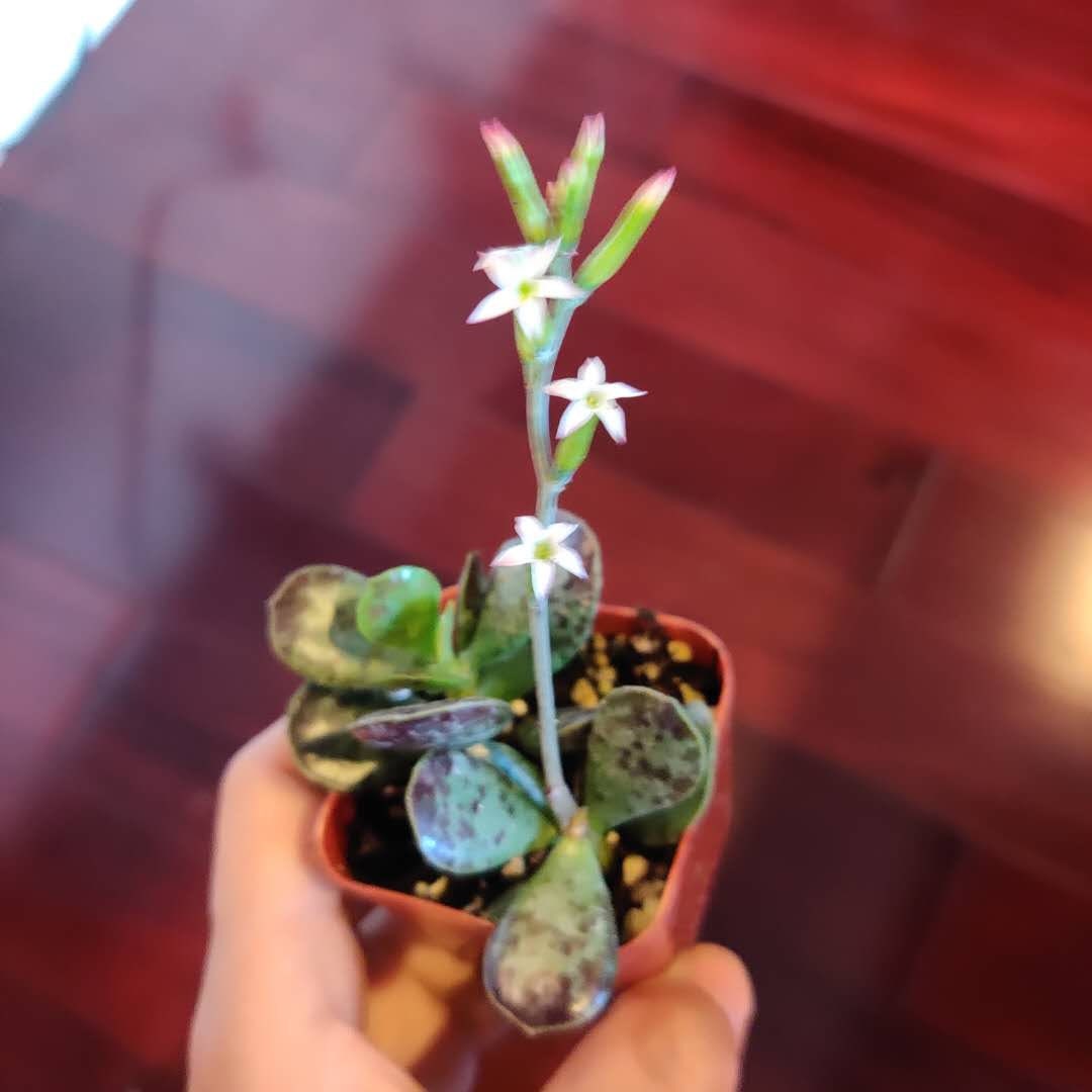 2" pot Succulent plant Adromischus Maculatus