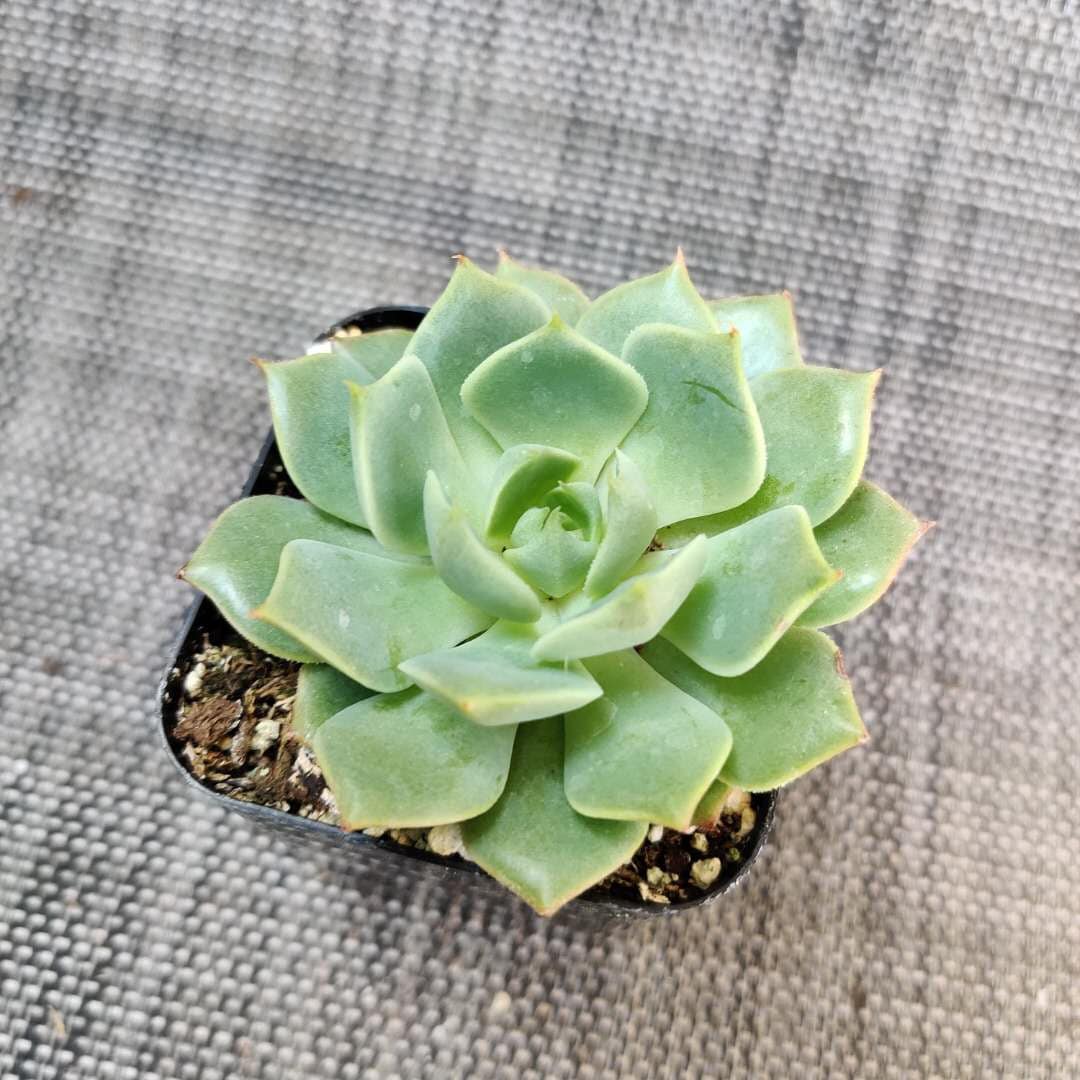 2” pot Echeveria mexican Hens And Chicks "Ramillette"