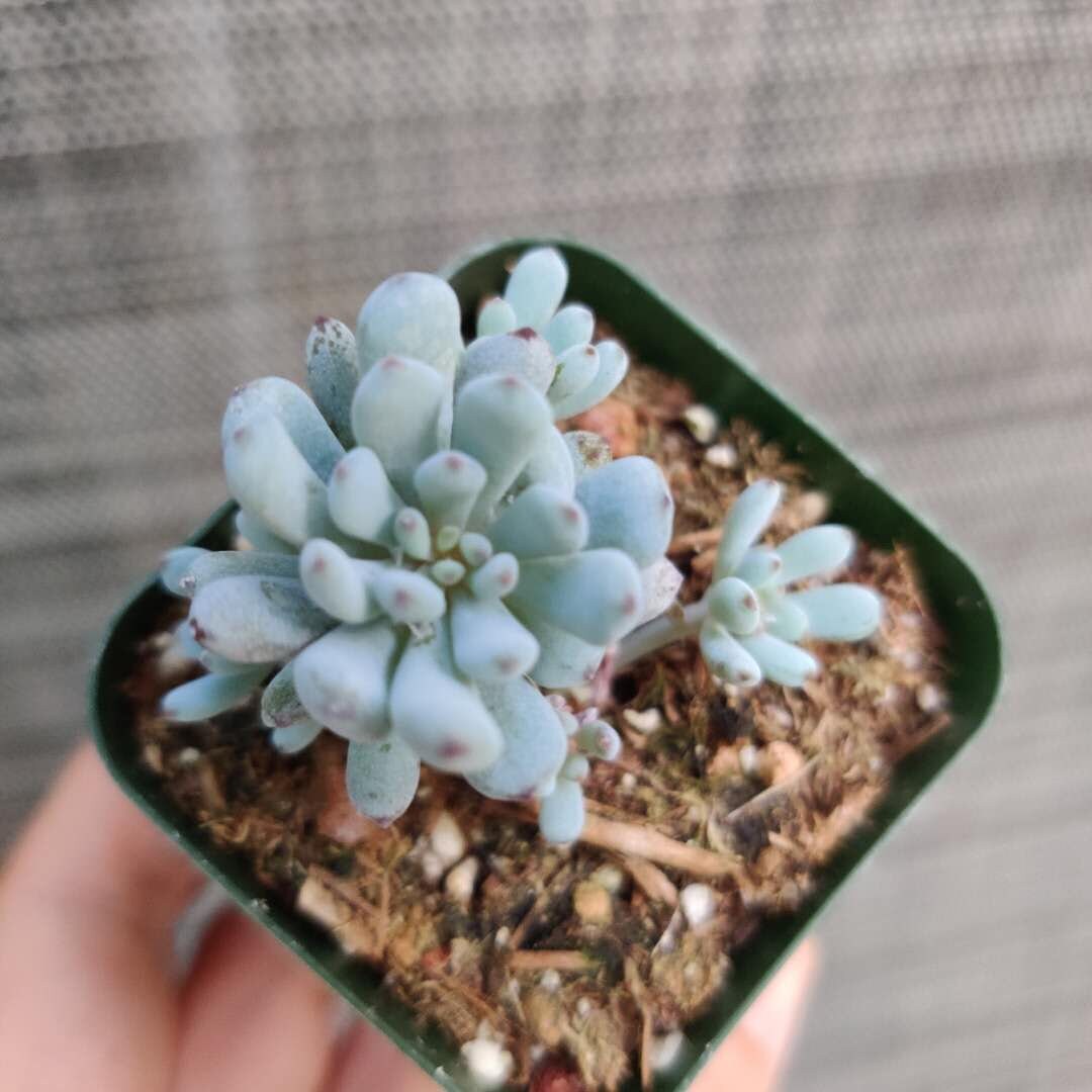 2"pot 4"pot Succulent Plants Graptopetalum Blue Beans