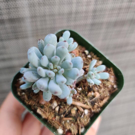 2"pot 4"pot Succulent Plants Graptopetalum Blue Beans