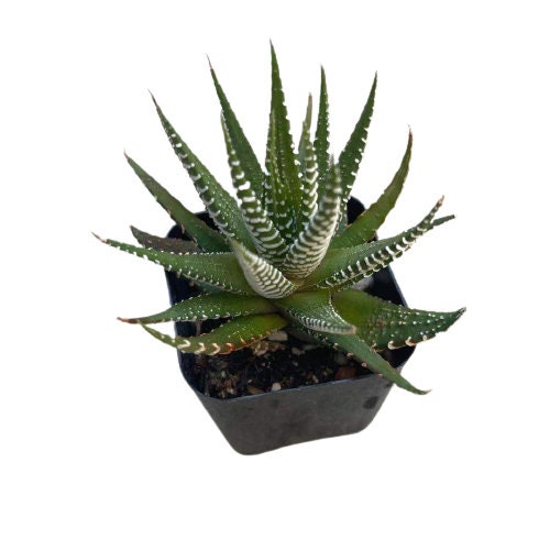2”pot Succulent Plants Haworthia Faciata