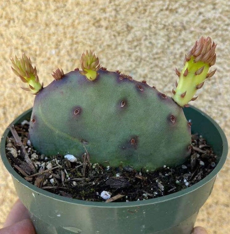 2”pot 4"pot Live purple color Opuntia Santa Rita