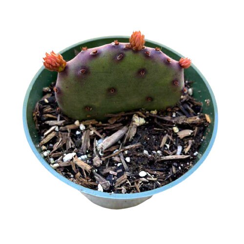 2”pot 4"pot Live purple color Opuntia Santa Rita