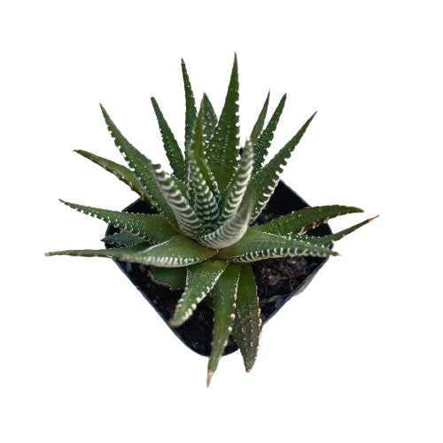 2”pot Succulent Plants Haworthia Faciata