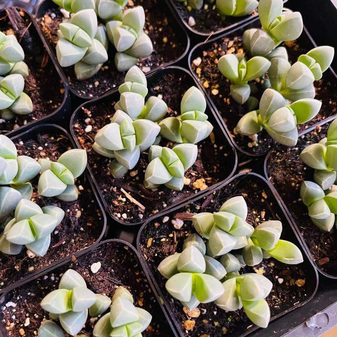 2"pot 4” pot Succulents Corpuscularia Lehmannii Ice Plant