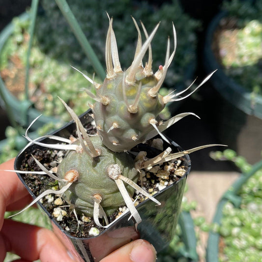 2” pot Paper Spine Cactus