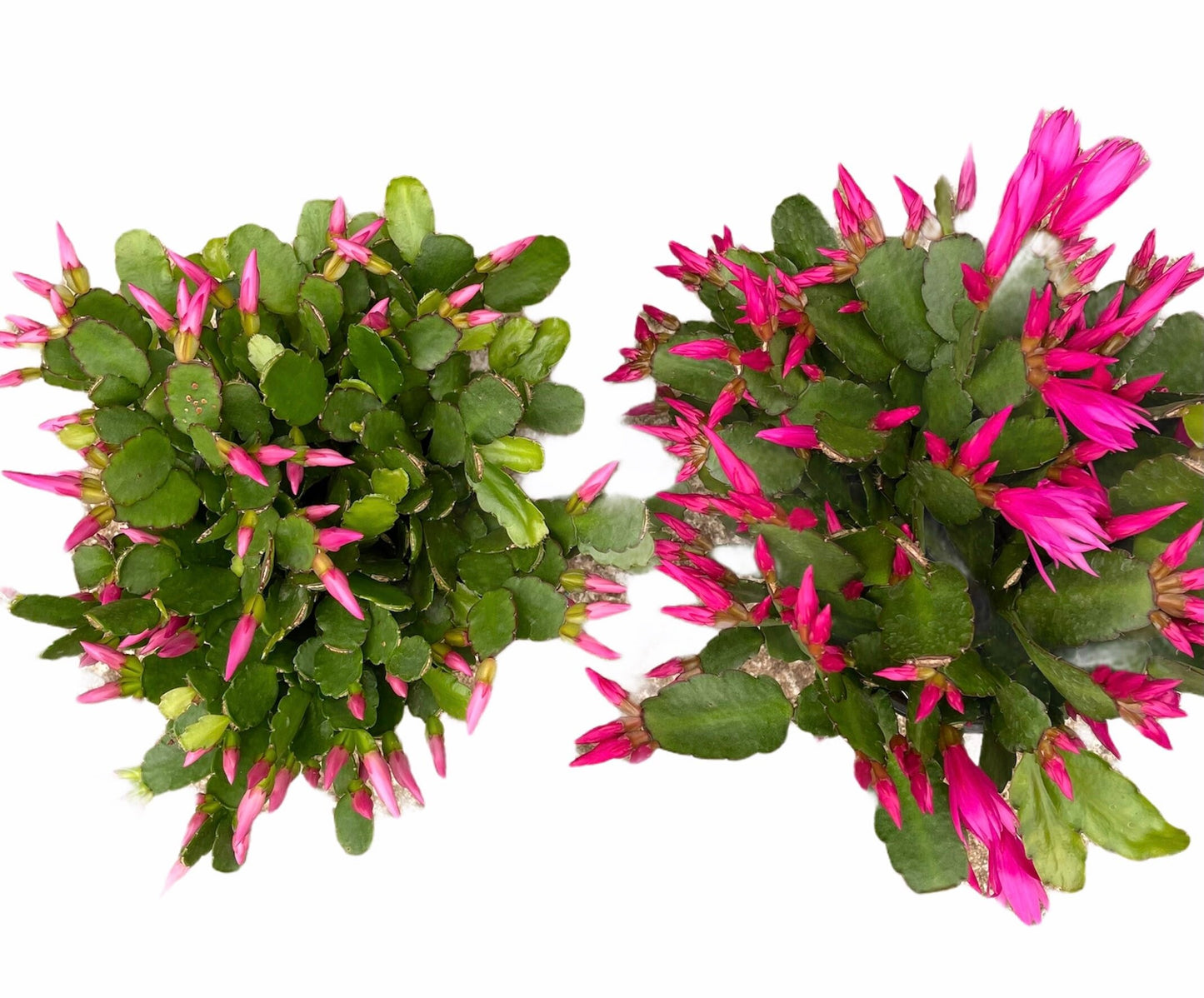 No root Leave cuttings/ rooted Easter Cactus