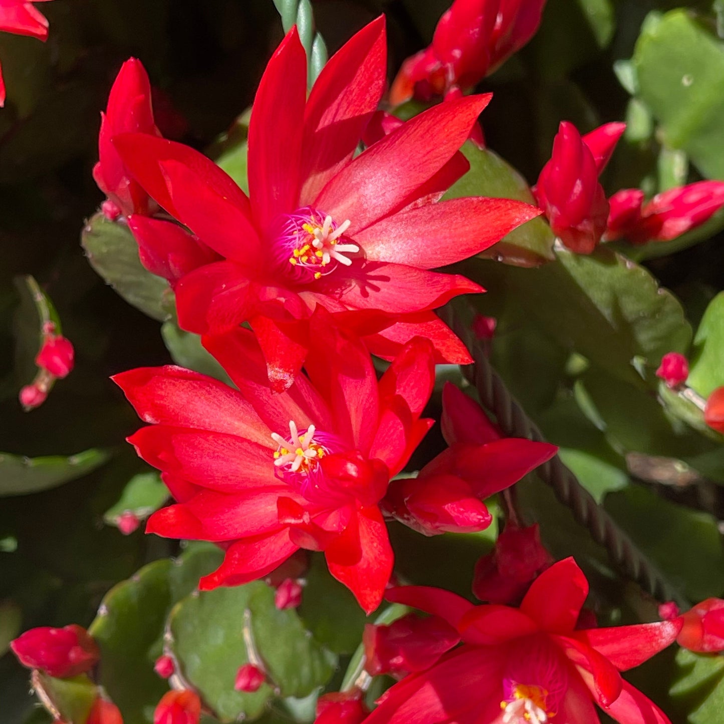 No root Leave cuttings/ rooted Easter Cactus