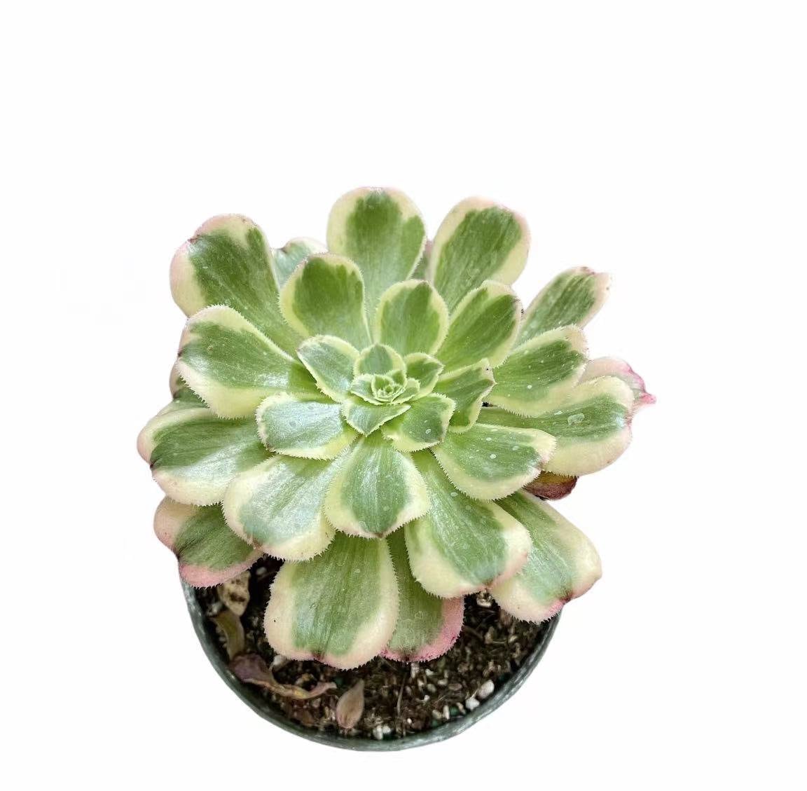 4" pot Succulent Plants Aeonium Atropurpureum Variegata