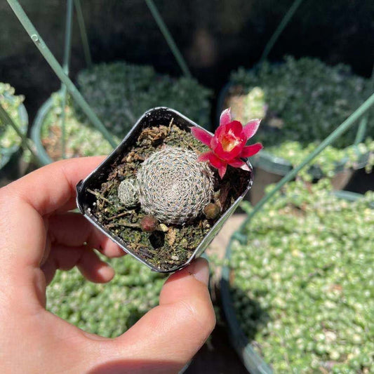 2"pot Live  Cactus plant Rebutia Albopectinata