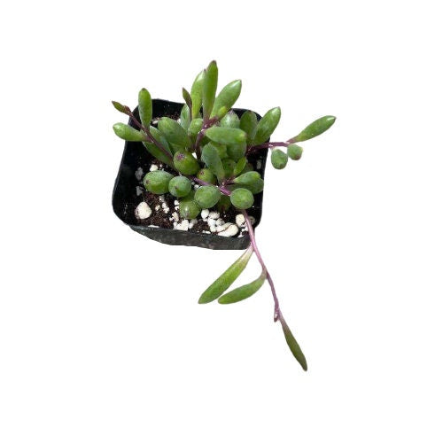 Cuttings/2" pot /4"pot Succulent Plants Othonna Capensis/Ruby Necklace