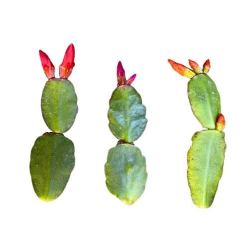 No root Leave cuttings/ rooted Easter Cactus