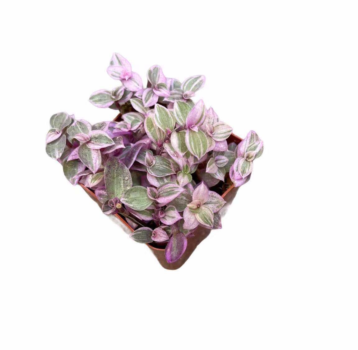 2” pot 4"pot live plant Callisia repens 'pink pather'