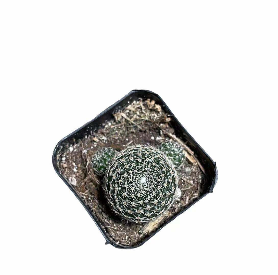 2"pot Live  Cactus plant Rebutia Albopectinata