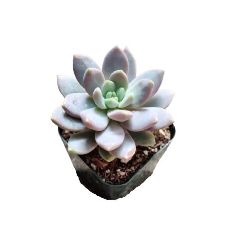 2"pot  Sedeveria Lilac Mist