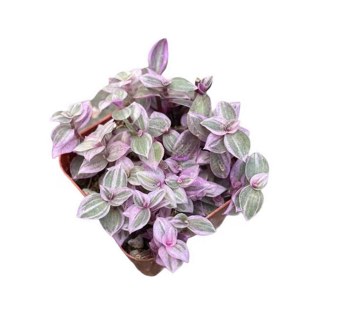 2” pot 4"pot live plant Callisia repens 'pink pather'