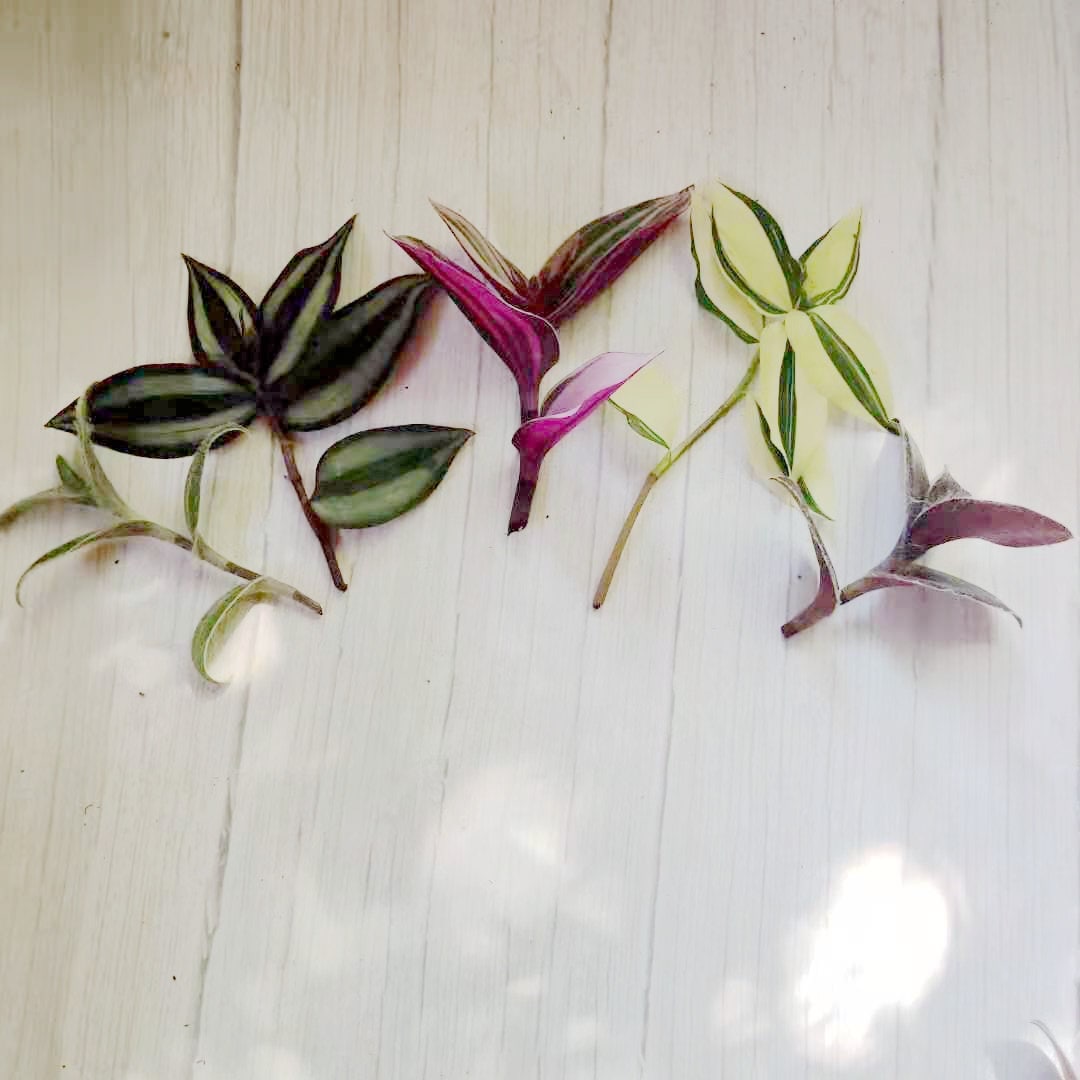 Wandering Jew Leave cutting Tradescantia/Callisia