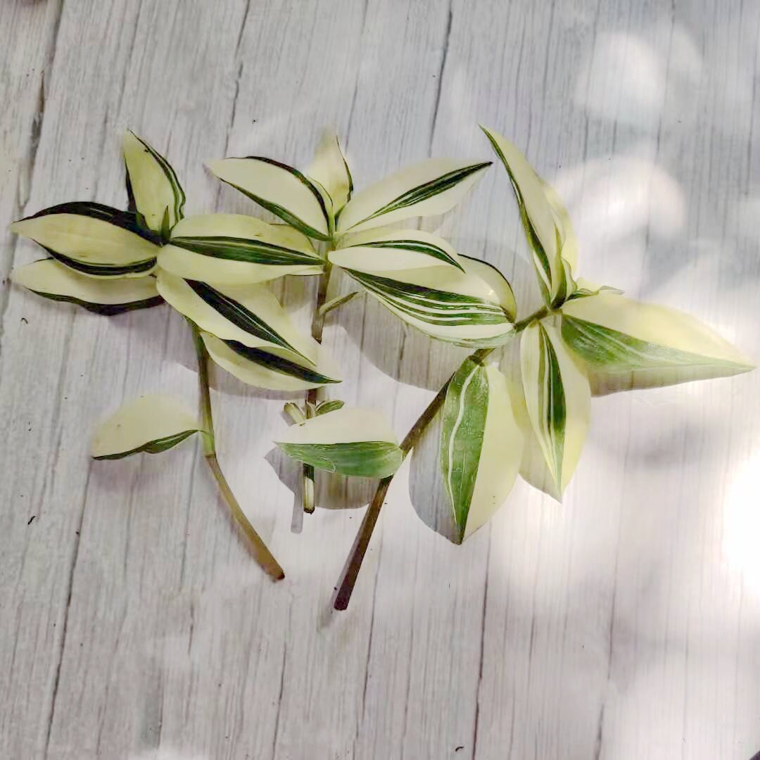 Wandering Jew Leave cutting Tradescantia/Callisia