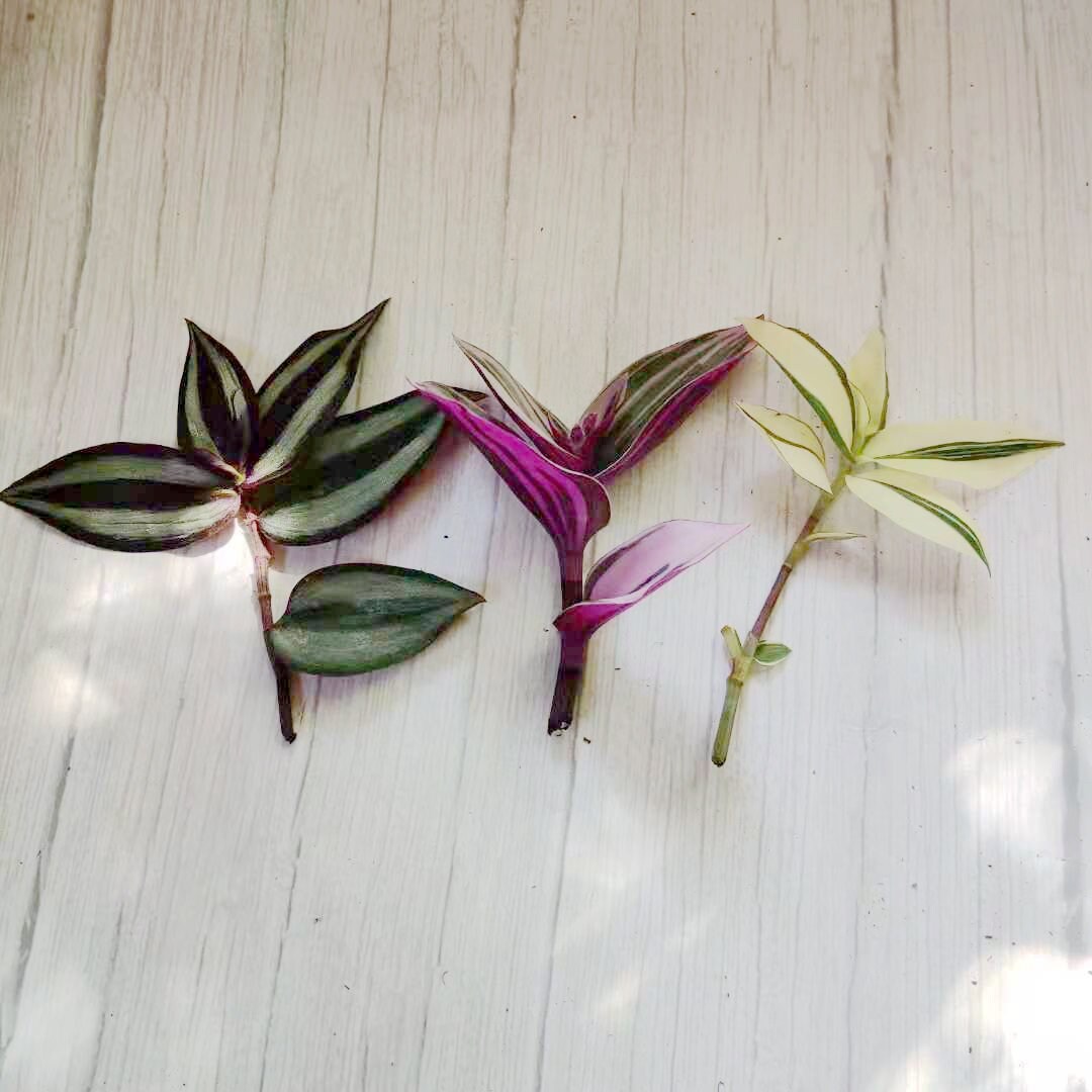 Wandering Jew Leave cutting Tradescantia/Callisia