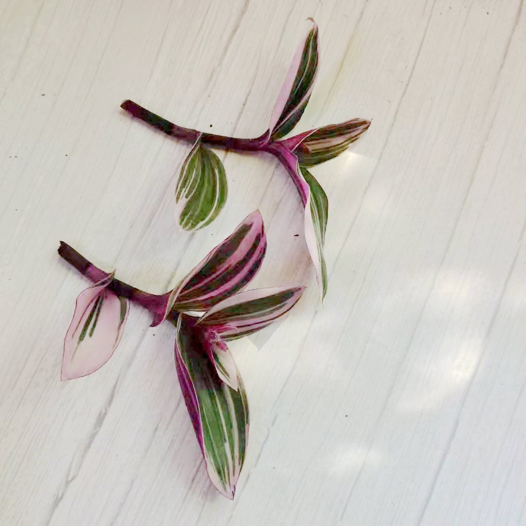 Wandering Jew Leave cutting Tradescantia/Callisia