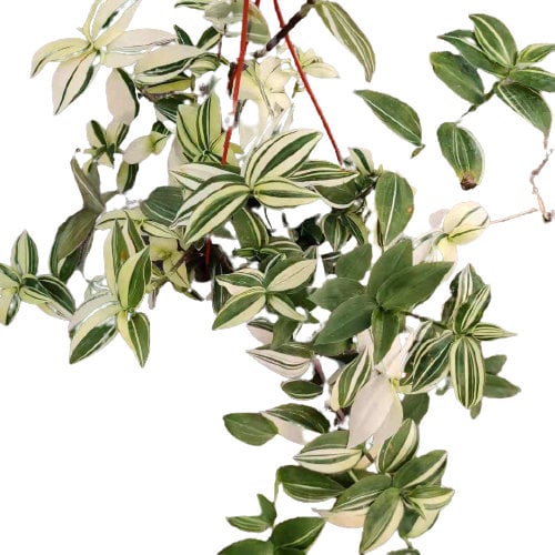 Wandering Jew Leave cutting Tradescantia/Callisia