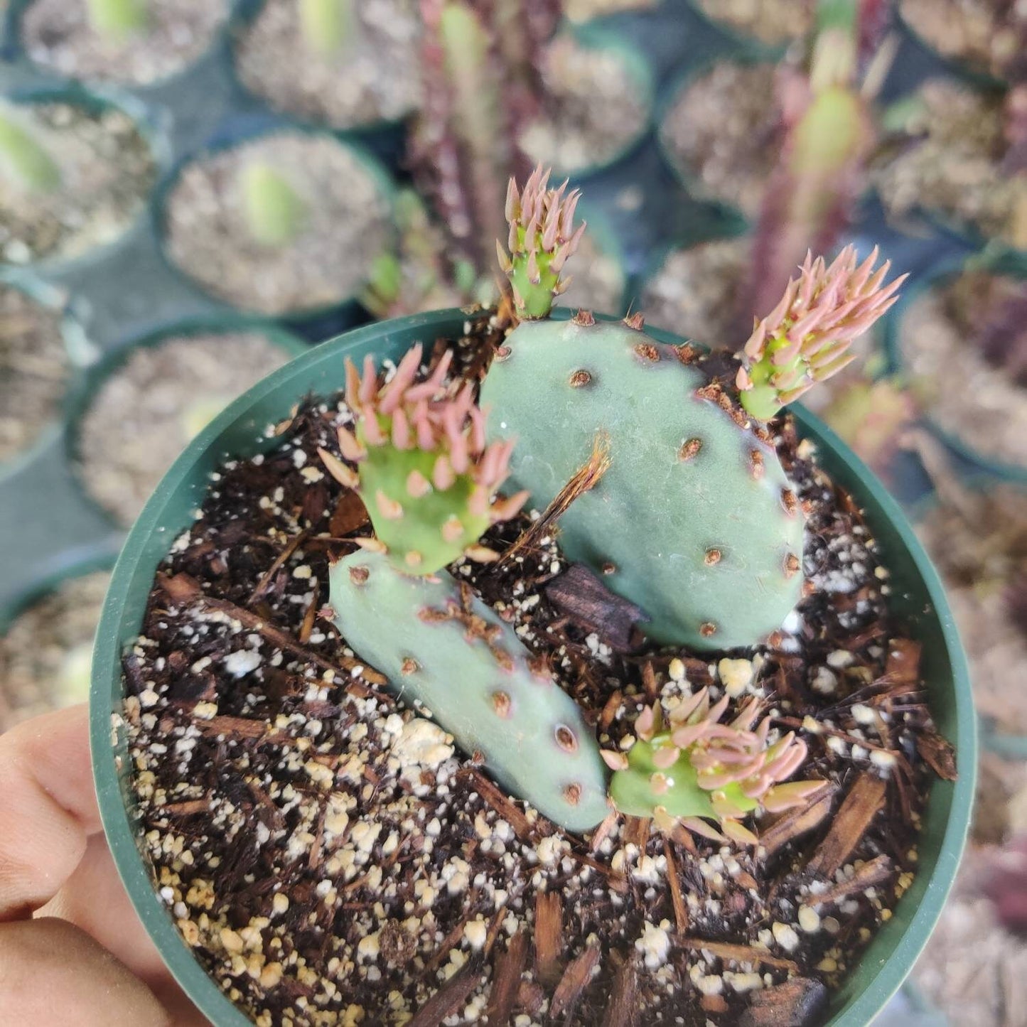 2”pot 4"pot Live purple color Opuntia Santa Rita