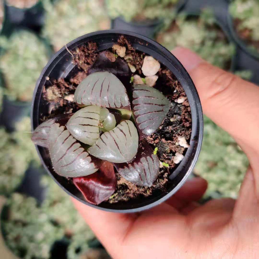 Rare 2" Haworthia Shikinjyo Haworthia springbokvlakesis