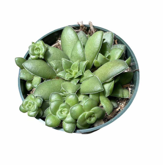 2"pot 4” pot Succulents Plants Crassula Orbicularis