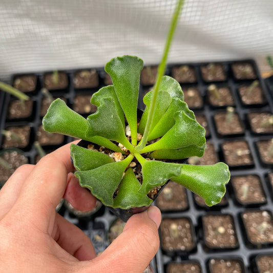 2”pot Succulent Plants Key Lime Pie