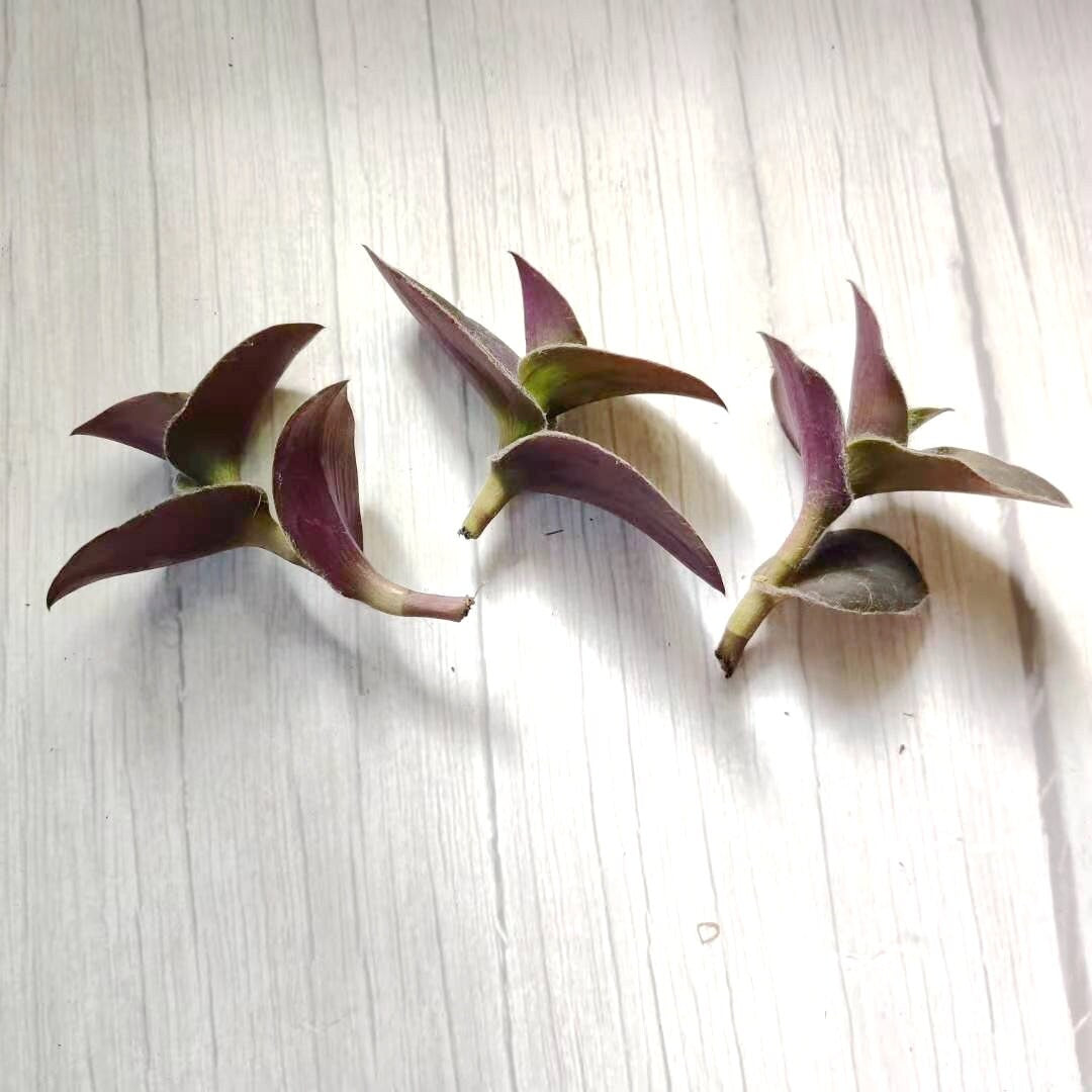 Wandering Jew Leave cutting Tradescantia/Callisia