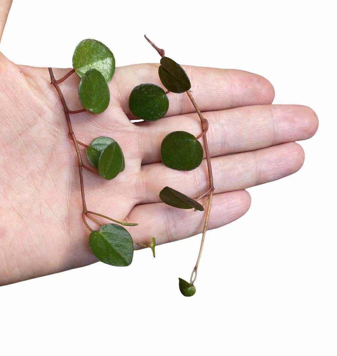 Leave cuttings Succulent Plants Peperomia Ruby Cascade