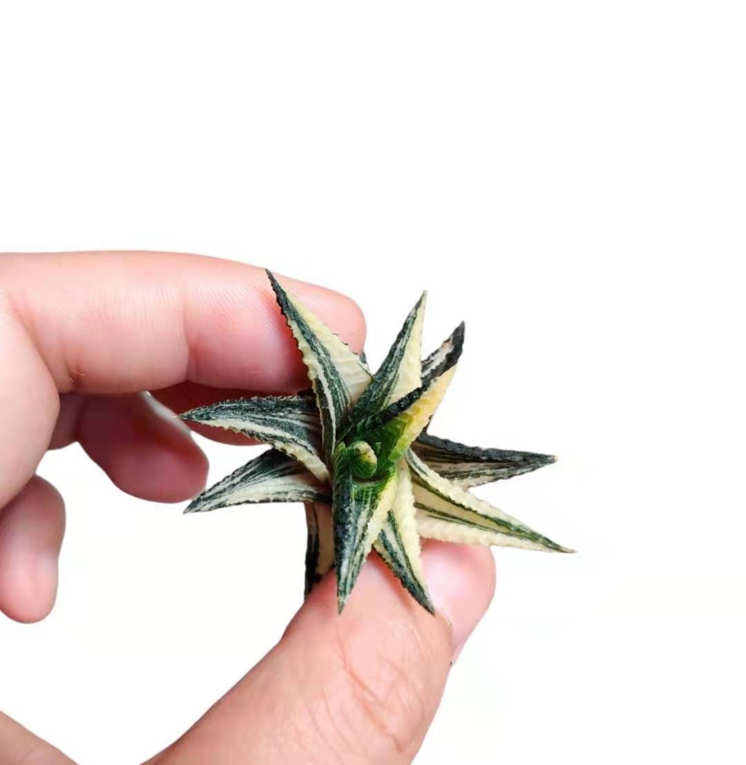 2"pot Rare rooted Import live plants Haworthia Limifolia Variegated