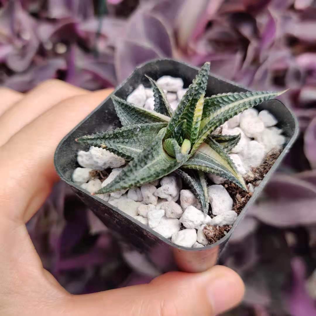 2"pot Rare rooted Import live plants Haworthia Limifolia Variegated