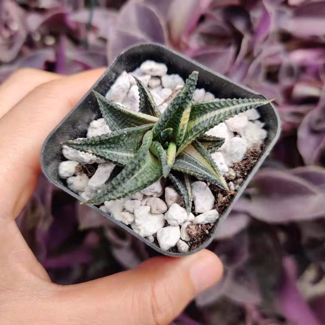 2"pot Rare rooted Import live plants Haworthia Limifolia Variegated