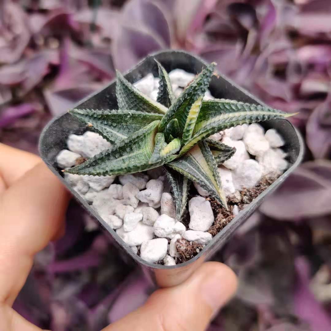 2"pot Rare rooted Import live plants Haworthia Limifolia Variegated