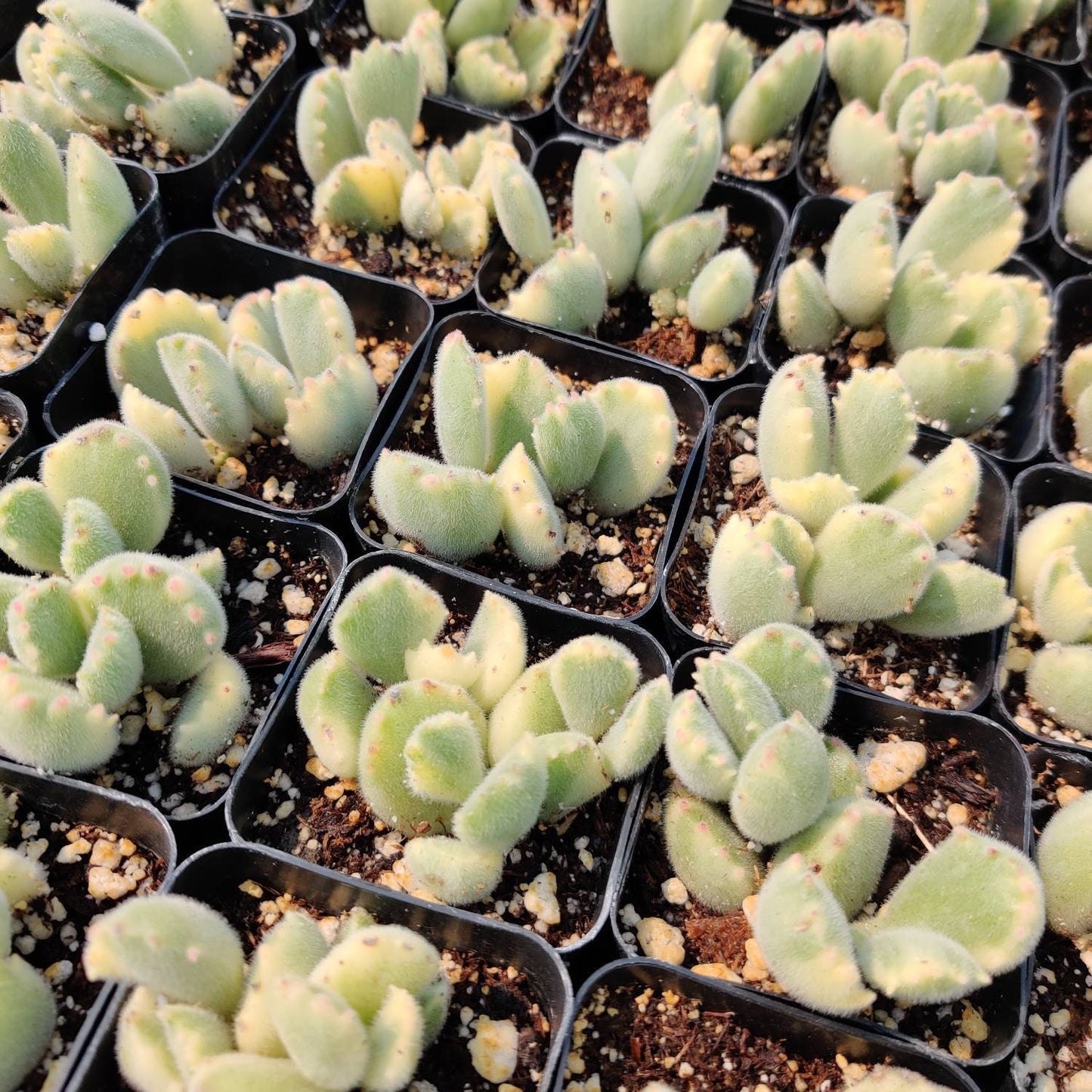 2”pot 4”pot  Succulent Plants Cotyledon tomentosa "Bear's Paw" Variegated