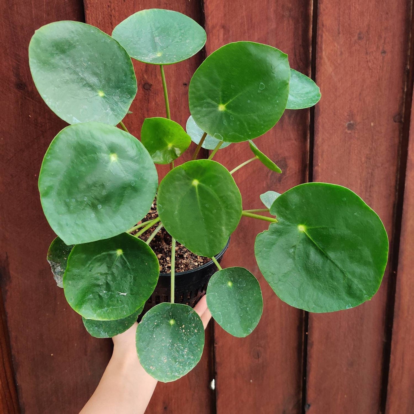 2"pot House indoor plants green plants UFO plant/Pilea peperomioides /Chinese money plant