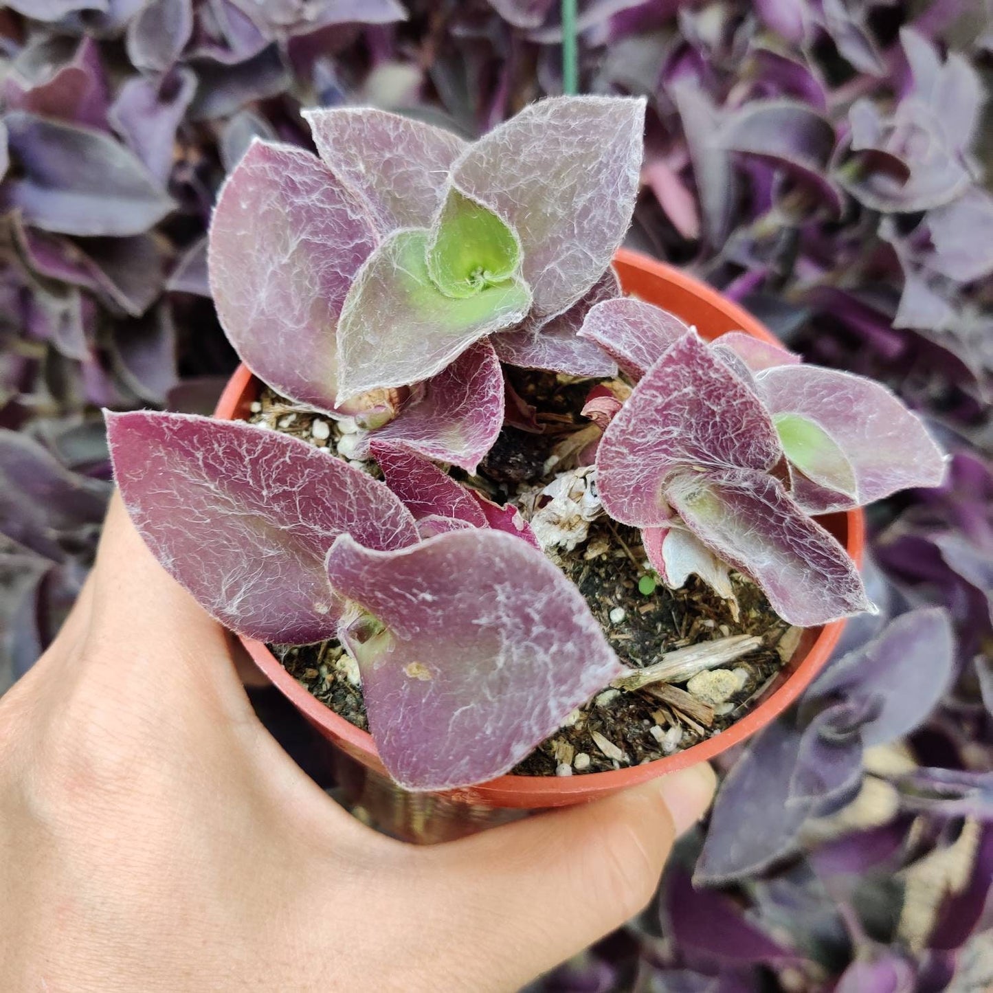 2"pot 4"pot Wandering Jew Plants Tradescantia Pale Puma Wandering Jew