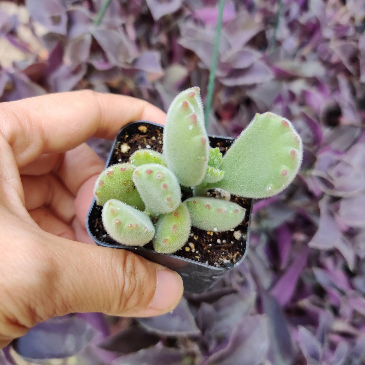 2” pot 4”pot Succulent Plants Cotyledon tomentosa "Bear's Paw"