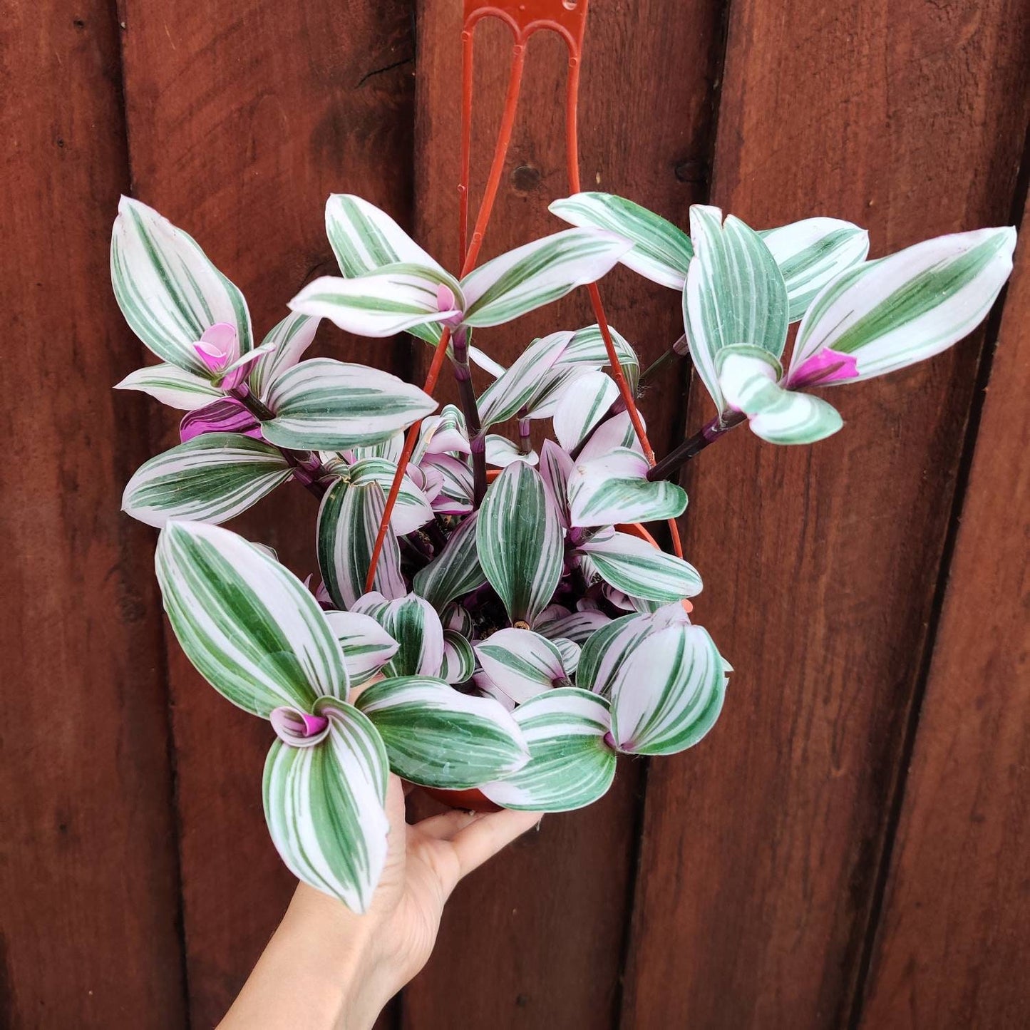2.5"pot 4" pot live plants Tradescantia Nanouk