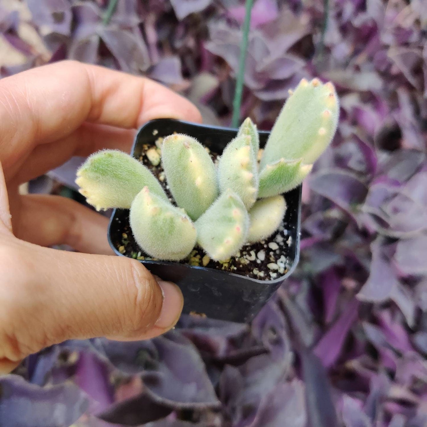 2”pot 4”pot  Succulent Plants Cotyledon tomentosa "Bear's Paw" Variegated