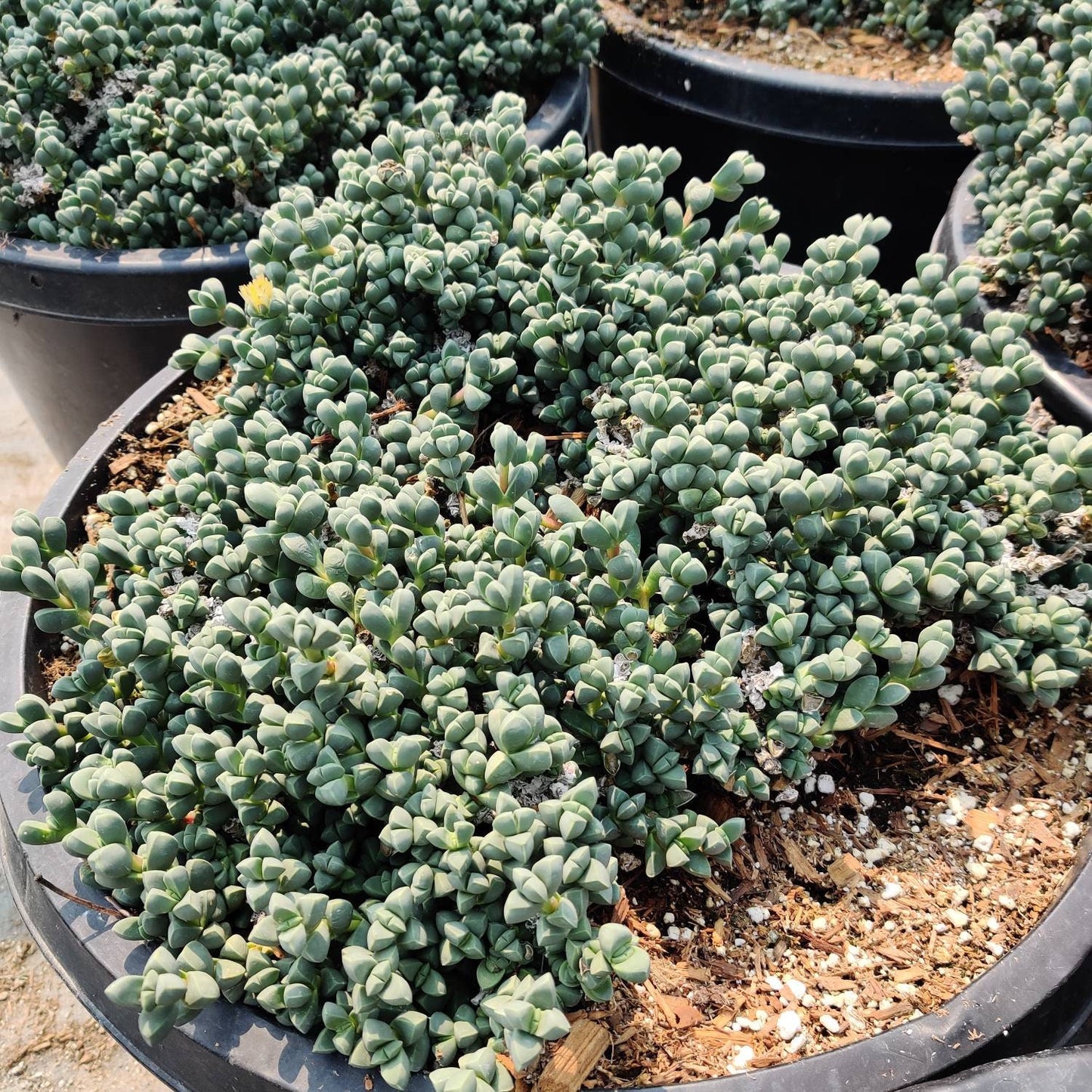 2"pot 4” pot Succulents Corpuscularia Lehmannii Ice Plant