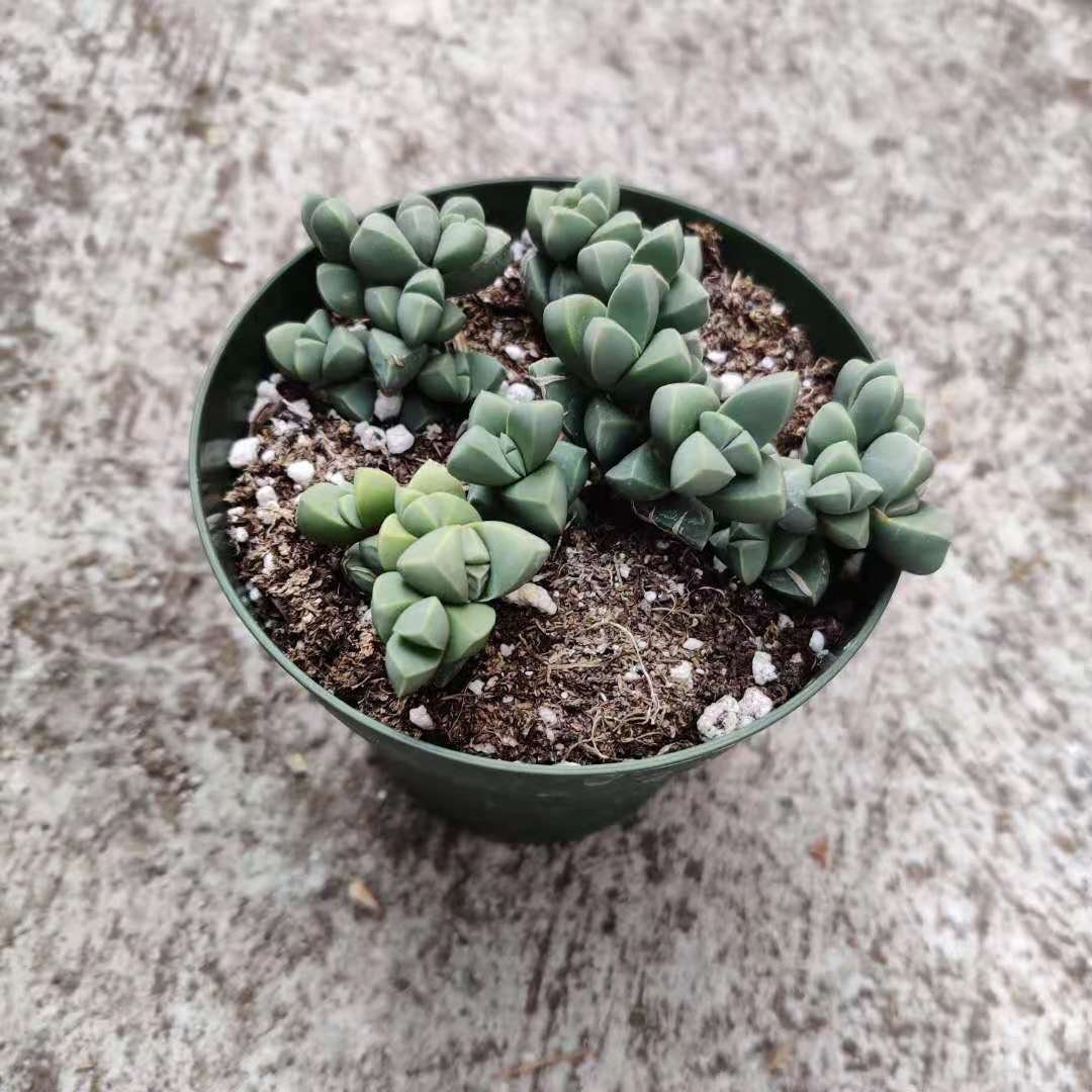 2"pot 4” pot Succulents Corpuscularia Lehmannii Ice Plant