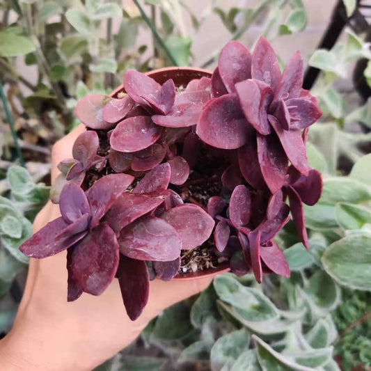 2”pot 4”pot Succulent plant Sedum Firecracker