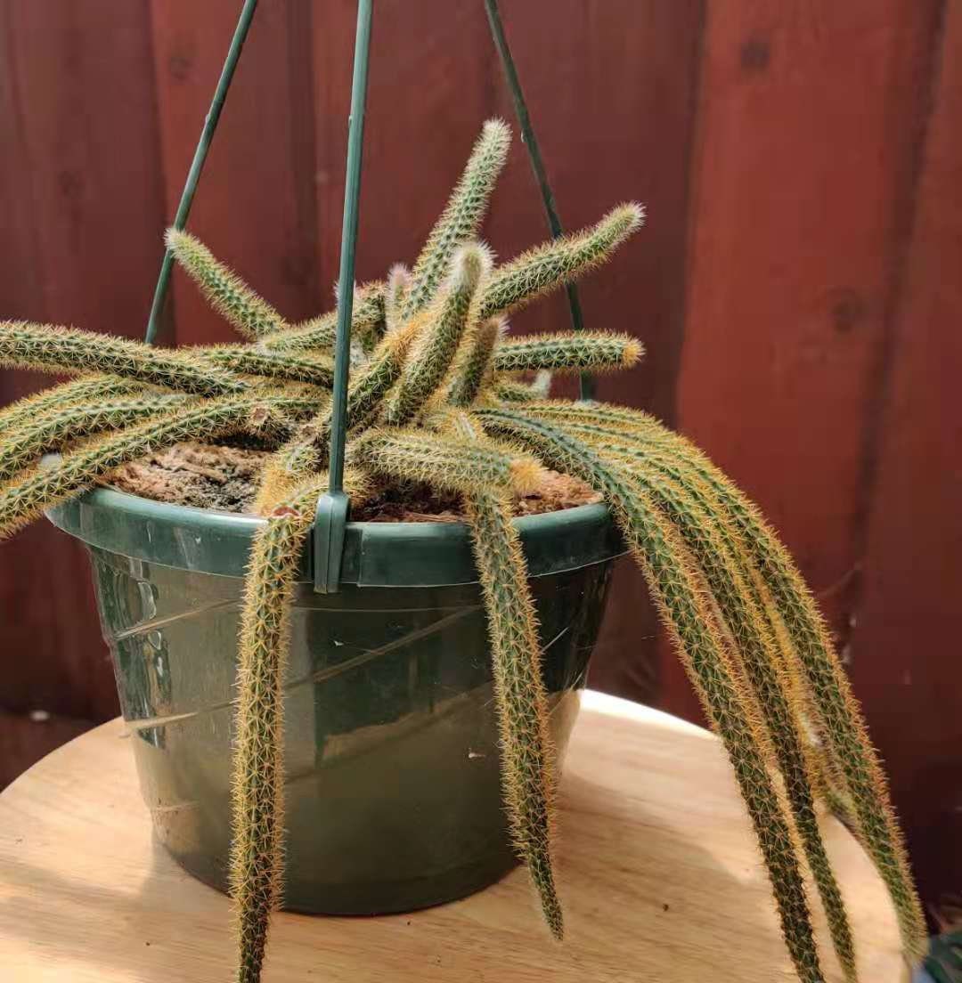 2”pot 4"pot Cactus Plants Rat Tail